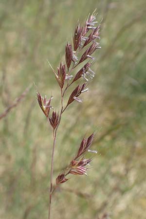 Festuca rubra agg. \ Gewhnlicher Rot-Schwingel / Creeping Red Fescue, D Mannheim 3.5.2018