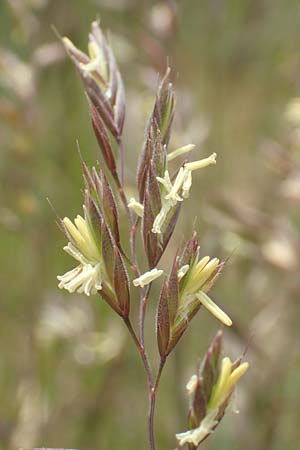 Festuca rubra agg. \ Gewhnlicher Rot-Schwingel / Creeping Red Fescue, D Mannheim 3.5.2018