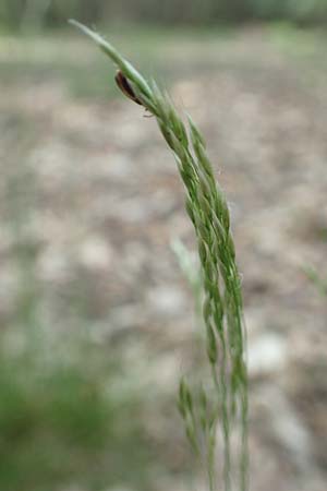 Deschampsia flexuosa \ Draht-Schmiele / Wavy Hair Grass, D Drover Heide 24.5.2018