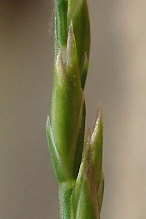 Festuca filiformis / Fine-Leaf Sheep Fescue, D Mannheim 12.5.2017