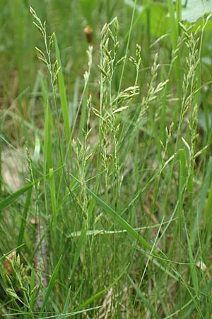 Festuca filiformis / Fine-Leaf Sheep Fescue, D Mannheim 18.5.2017