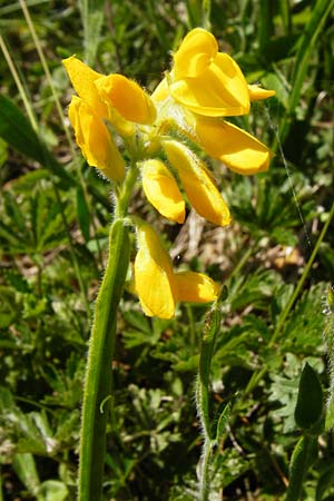 Genista sagittalis \ Flgel-Ginster / Pennate Greenweed, D Fridingen 3.6.2015