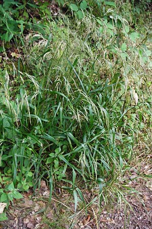 Festuca gigantea \ Riesen-Schwingel, D Weinheim an der Bergstraße 20.7.2015