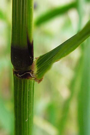 Festuca gigantea \ Riesen-Schwingel, D Weinheim an der Bergstraße 20.7.2015