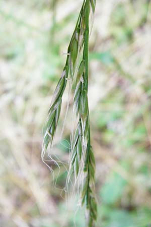 Festuca gigantea \ Riesen-Schwingel, D Weinheim an der Bergstraße 20.7.2015