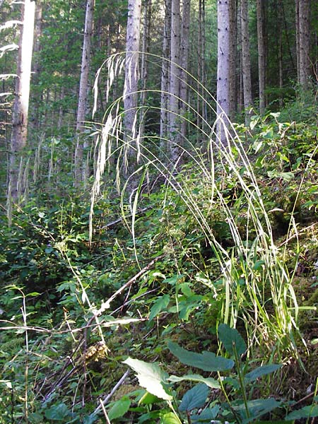 Bromus ramosus \ Hohe Wald-Trespe / Wild Oat, D Beuron 26.7.2015