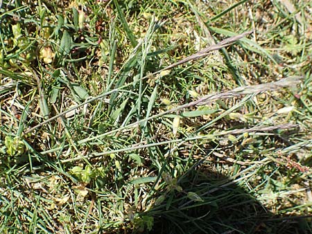 Festuca brevipila \ Raublttriger Schaf-Schwingel / Hard Fescue, D Karlsruhe 30.4.2018