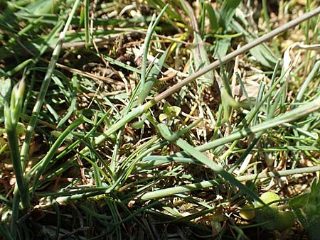 Festuca brevipila \ Raublttriger Schaf-Schwingel / Hard Fescue, D Karlsruhe 30.4.2018