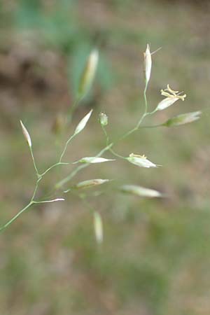 Deschampsia flexuosa \ Draht-Schmiele / Wavy Hair Grass, D Bad Dürkheim 1.6.2018