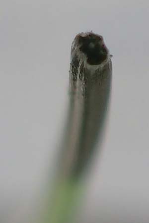 Deschampsia flexuosa \ Draht-Schmiele / Wavy Hair Grass, D Bad Dürkheim 1.6.2018