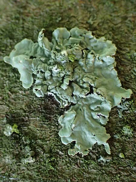 Flavoparmelia caperata ? \ Caperat-Schlsselflechte / Common Geenshield Lichen, D Bochum 9.8.2021