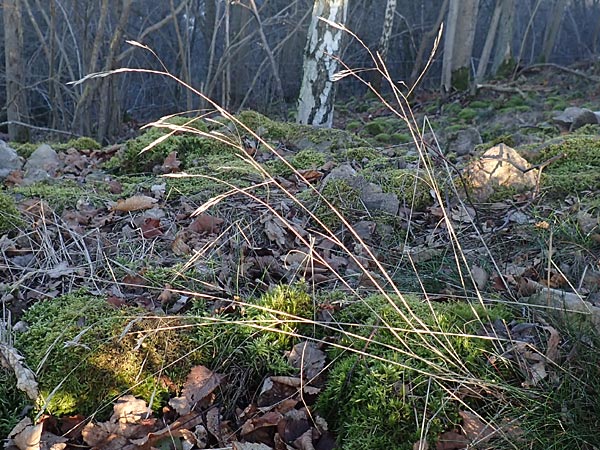 Festuca guestphalica \ Harter Schwingel / Westphalian Fescue, D Schriesheim 26.12.2015