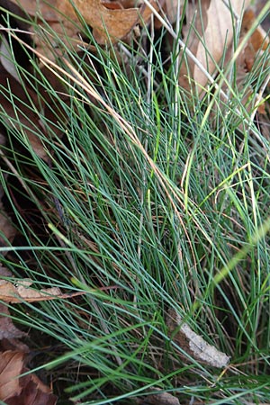 Festuca guestphalica \ Harter Schwingel / Westphalian Fescue, D Schriesheim 26.12.2015