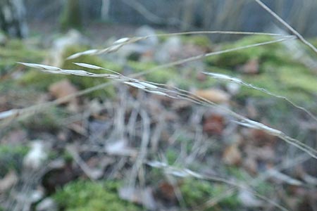 Festuca guestphalica \ Harter Schwingel / Westphalian Fescue, D Schriesheim 26.12.2015