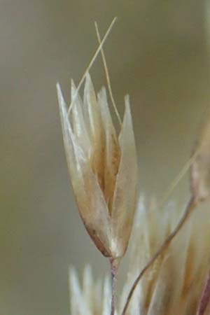 Deschampsia flexuosa \ Draht-Schmiele / Wavy Hair Grass, D Erlenbach am Main 24.6.2017