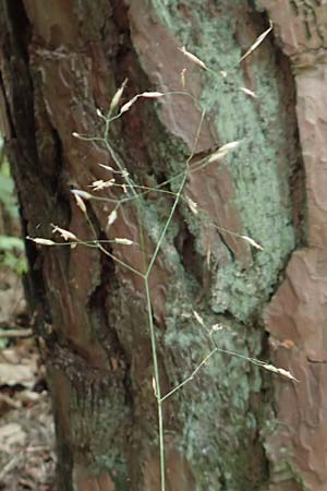 Deschampsia flexuosa \ Draht-Schmiele / Wavy Hair Grass, D Erlenbach am Main 24.6.2017