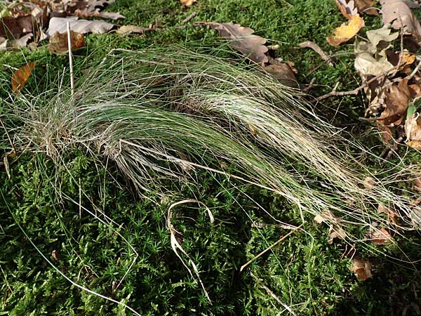 Festuca heterophylla \ Verschiedenblttriger Schwingel / Variousleaf Fescue, D Östringen 27.10.2017