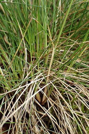 Festuca heteropachys \ Schlaffer Schwingel, Derber Schaf-Schwingel, D Donnersberg 1.6.2018