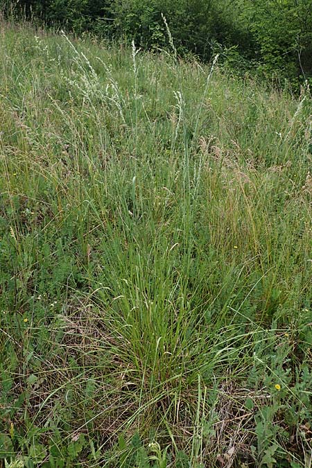 Festuca arundinacea \ Rohr-Schwingel / Tall Fescue, D Rauenberg 29.5.2022