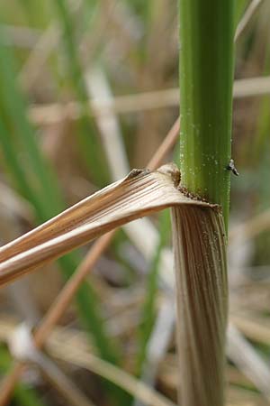 Festuca arundinacea \ Rohr-Schwingel / Tall Fescue, D Rauenberg 29.5.2022