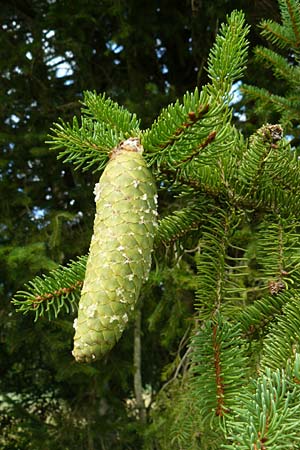 Picea abies \ Fichte, Rottanne / Norway Spruce, D Allensbach 25.7.2015