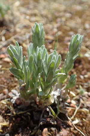 Filago arvensis / Field Cudweed, D St. Leon - Rot 4.5.2018