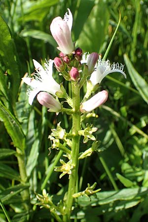 Menyanthes trifoliata / Bogbean, D Raubach 1.6.2019