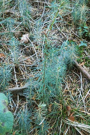 Picea abies / Norway Spruce, D Odenwald, Unterabtsteinach 18.11.2020