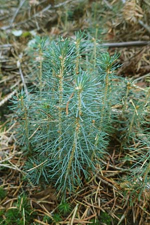 Picea abies \ Fichte, Rottanne / Norway Spruce, D Odenwald, Unterabtsteinach 18.11.2020