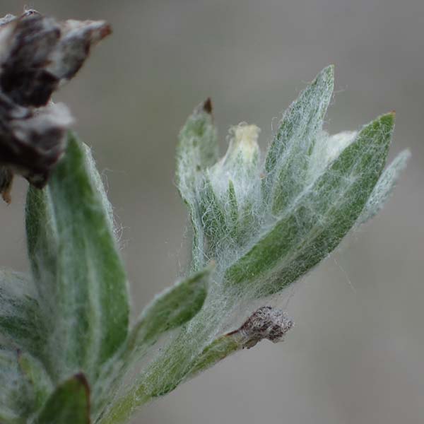 Filago arvensis \ Acker-Filzkraut / Field Cudweed, D Hohwacht 13.9.2021