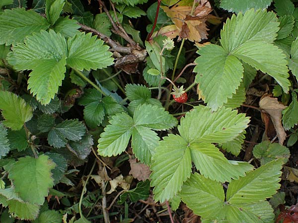 Fragaria iinumae x vesca \ Erdbeere 'Fontaine', D Hagen 20.6.2022