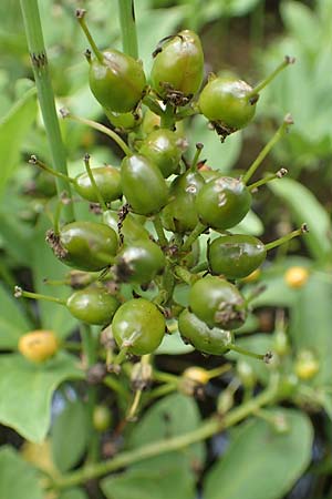 Menyanthes trifoliata \ Fieberklee / Bogbean, D Botan. Gar. Krefeld 13.6.2019