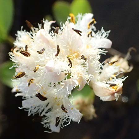 Menyanthes trifoliata \ Fieberklee / Bogbean, D  8.4.2024
