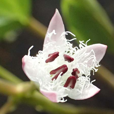 Menyanthes trifoliata \ Fieberklee / Bogbean, D  8.4.2024