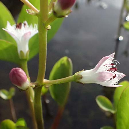 Menyanthes trifoliata \ Fieberklee / Bogbean, D  8.4.2024