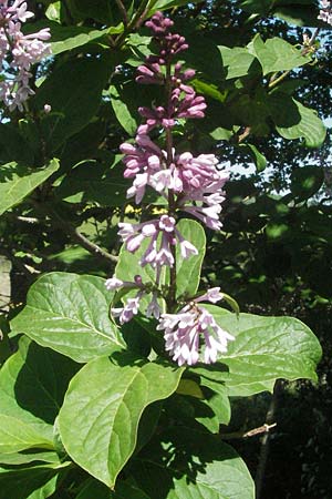 Syringa x prestoniae \ Kanadischer Flieder, Juni-Flieder / Preston Lilac, D Karlstadt 1.5.2007