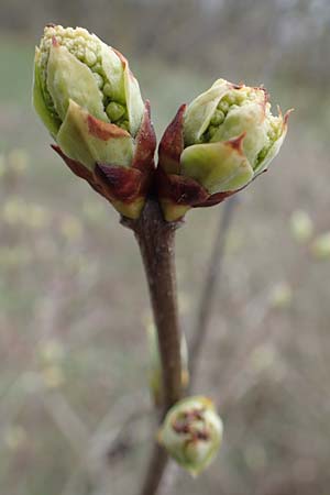 Syringa vulgaris \ Flieder / Lilac, D St. Leon - Rot 23.3.2018