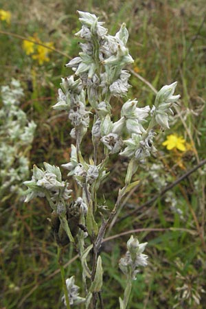 Filago arvensis / Field Cudweed, D Babenhausen 11.8.2007