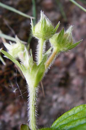 Fragaria moschata \ Zimt-Erdbeere, D Odenwald, Reichelsheim 2.5.2015