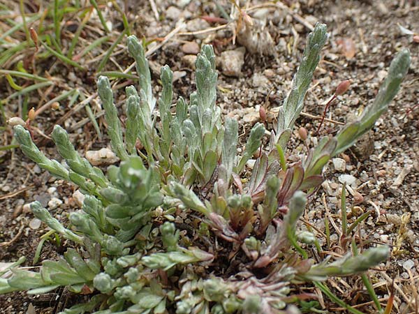 Filago minima \ Kleines Filzkraut / Small Cudweed, D Hockenheim 12.4.2019