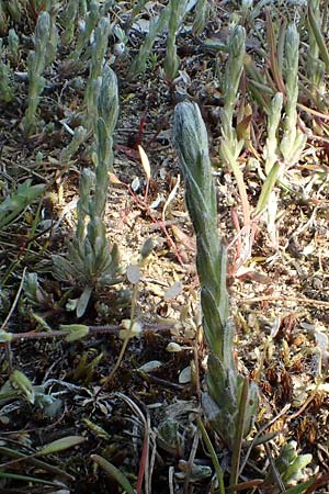 Filago minima \ Kleines Filzkraut / Small Cudweed, D Hockenheim 16.4.2019