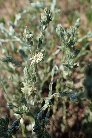 Filago minima \ Kleines Filzkraut / Small Cudweed, D Hockenheim 17.6.2021