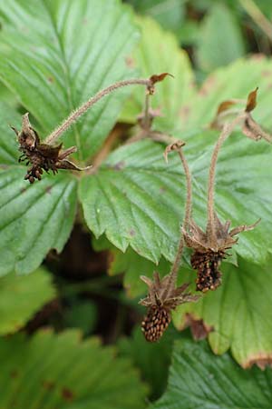 Fragaria moschata \ Zimt-Erdbeere / Hautbois Strawberry, D Siegen 20.8.2022