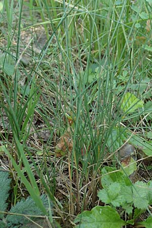 Festuca ovina subsp. ovina \ Schaf-Schwingel / Sheep Fescue, D Neuburgweier 5.6.2018