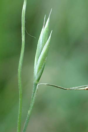 Festuca ovina subsp. ovina / Sheep Fescue, D Neuburgweier 5.6.2018