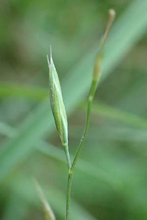 Festuca ovina subsp. ovina \ Schaf-Schwingel / Sheep Fescue, D Neuburgweier 5.6.2018