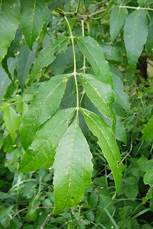 Fraxinus pennsylvanica / Green Ash, D Zwingenberg am Neckar 31.5.2015