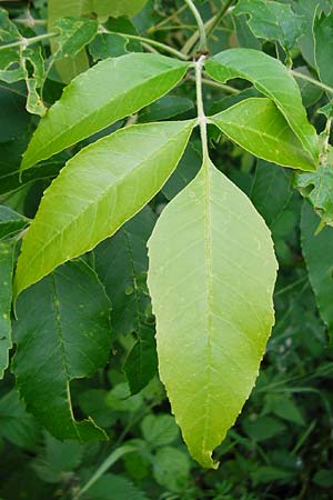 Fraxinus pennsylvanica \ Grn-Esche, Rot-Esche / Green Ash, D Zwingenberg am Neckar 31.5.2015