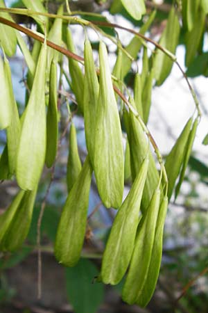 Fraxinus pennsylvanica \ Grn-Esche, Rot-Esche, D Mannheim 20.7.2015