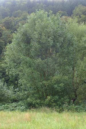 Fraxinus pennsylvanica \ Grün-Esche, Rot-Esche / Green Ash, D Zwingenberg am Neckar 8.9.2015